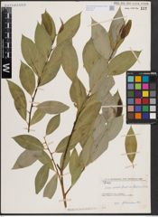 Foto von Salix excelsa var. rodinii A. K. Skvortsov